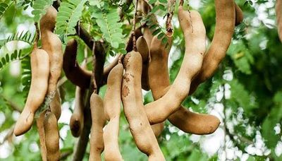 থাই মিষ্টি তেঁতুল_img_1