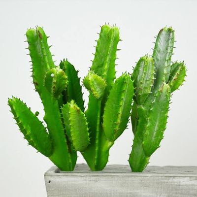 ক্যাকটাস_img_2