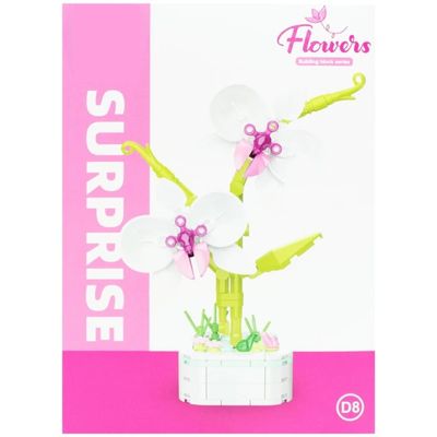 Phalaenopsis Potted_img_2