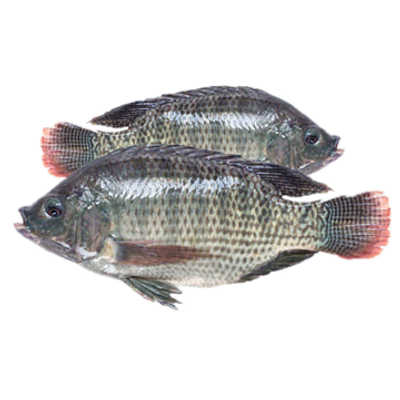 Fresh Whole Tilapia – 1kg (2-3 Pieces)_img_1