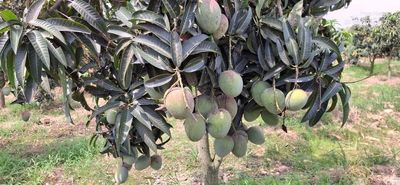 আম (বাড়ি-Four-1kg) ফরমালিন মুক্ত_img_2