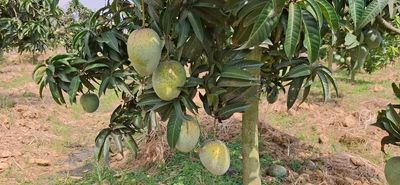 আম (বাড়ি-Four-1kg) ফরমালিন মুক্ত_img_3