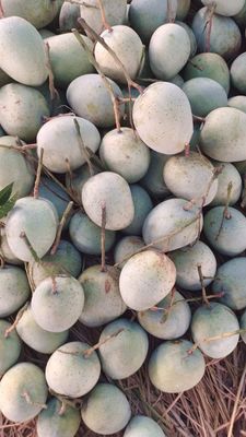 আম (বাড়ি-Four-1kg) ফরমালিন মুক্ত_img_6