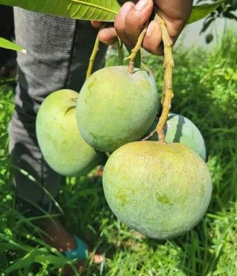 আম (বাড়ি-Four-1kg) ফরমালিন মুক্ত_img_7