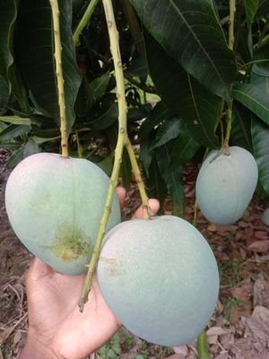 আম (বাড়ি-Four-1kg) ফরমালিন মুক্ত_img_8
