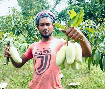 ব্যানানা মেঙ্গো কার্বাইড মুক্ত_img_1
