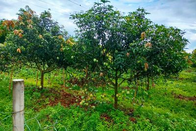 আম্রপালি🥭আম ফরমালিন/কার্বাইড মুক্ত_img_2