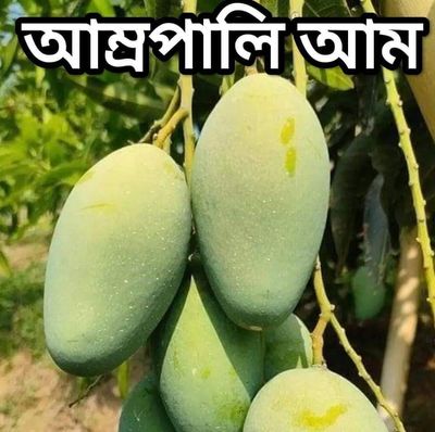 আম্রপালি🥭আম ফরমালিন/কার্বাইড মুক্ত_img_3