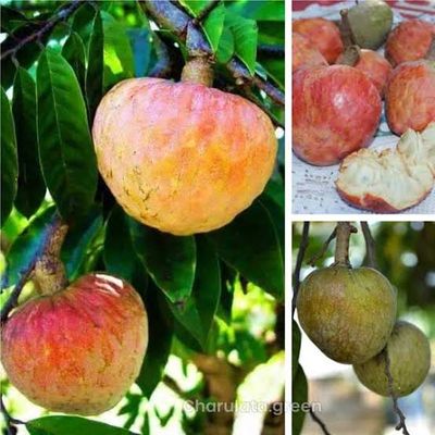 আতা ফল_img_0