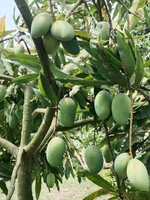 আম্রপালি আম l প্রি অর্ডার l ডেলিভারি চার্জ ফ্রি l_img_1