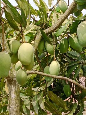 আম্রপালি আম l প্রি অর্ডার l ডেলিভারি চার্জ ফ্রি l_img_2