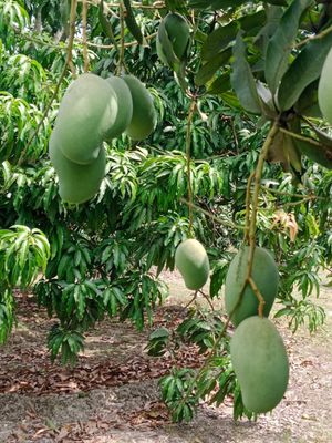 আম্রপালি আম l প্রি অর্ডার l ডেলিভারি চার্জ ফ্রি l_img_3