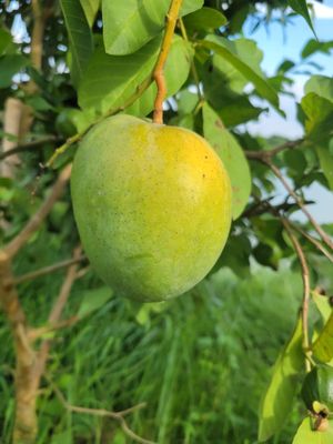 বারি ৪ আম ( Bari 4 Mango)_img_4