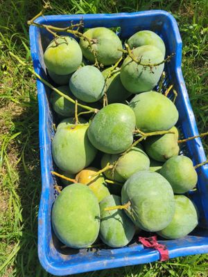 বারি ৪ আম ( Bari 4 Mango)_img_5