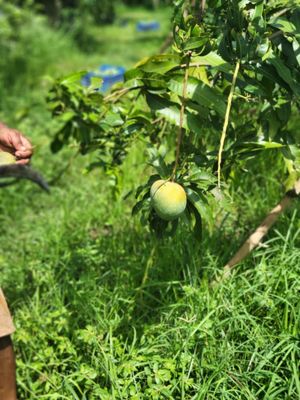 বারি ৪ আম ( Bari 4 Mango)_img_10