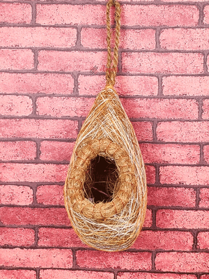 Babui Bird Nest_img_1