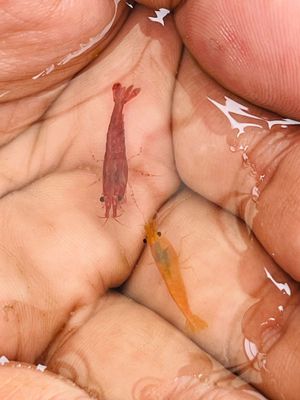 Red shrimp ( 5 pair)_img_1