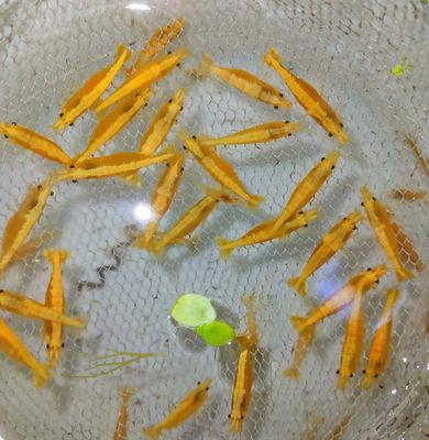 Golden line shrimp ( 5 pair)_img_1