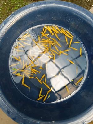 Golden line shrimp ( 5 pair)_img_2