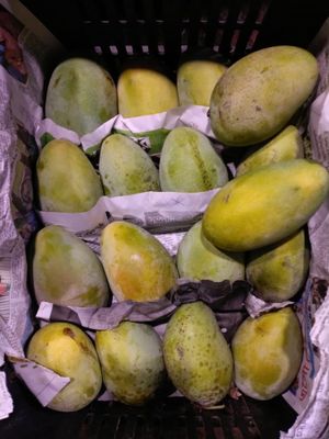 সুরমা ফজলী আম (Surma Fazlee Mango)_img_3