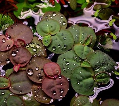 Red root floaters (10 piece)_img_0