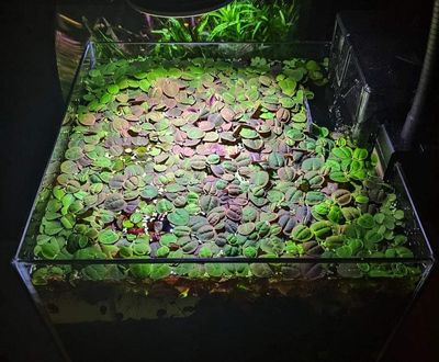 Red root floaters (10 piece)_img_1