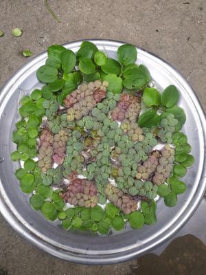 Red root floaters (10 piece)_img_2