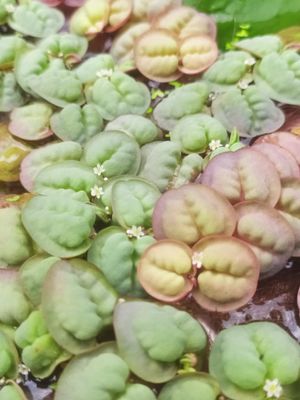 Red root floaters (10 piece)_img_3