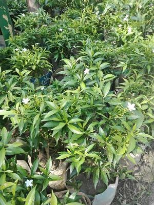চায়না টগর_img_1