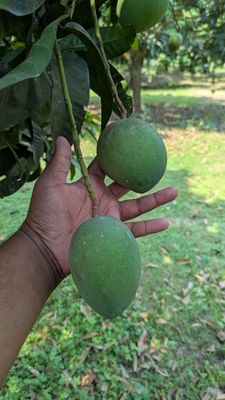 গোবিন্দভোগ আম_img_3