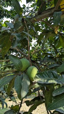 গোবিন্দভোগ আম_img_1