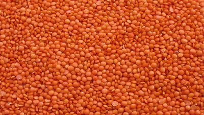 মসুর ডাল_img_0