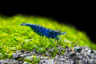 Blue shrimp (5 pair)_img_0