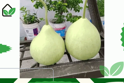 উচ্চ ফলনশীল গোল লাউ বীজ‌ - Round gourd seeds_img_0