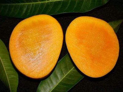 সাতক্ষীরার বিখ্যাত হিমসাগর আম।_img_1