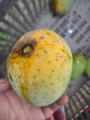 সাতক্ষীরার বিখ্যাত হিমসাগর আম।_img_2