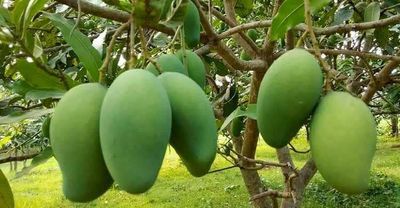 আশ্বিনা🥭আম ফরমালিন/কার্বাইড মুক্ত_img_1