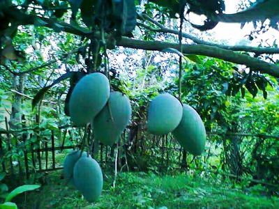 আশ্বিনা🥭আম ফরমালিন/কার্বাইড মুক্ত_img_2