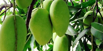 আশ্বিনা🥭আম ফরমালিন/কার্বাইড মুক্ত_img_3
