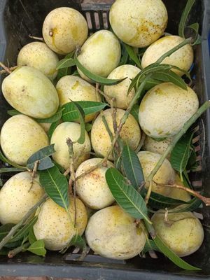 আম (গৌড়মতি-1kg) ফরমালিন/কার্বাইড মুক্ত_img_1