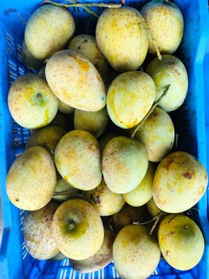 আম (গৌড়মতি-1kg) ফরমালিন/কার্বাইড মুক্ত_img_2