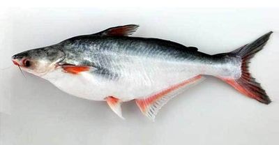 পাঙ্গাস (Pangas)_img_0