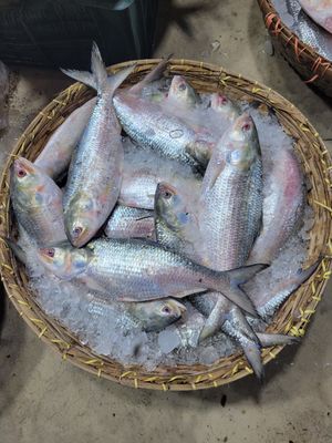 চাঁদপুরের ইলিশ(১কেজি সাইজ)