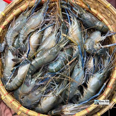 চিংড়ি (Shrimp)_img_0