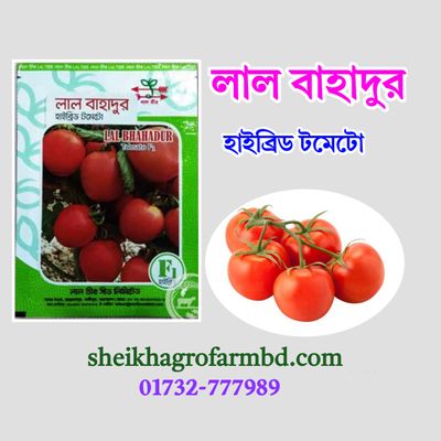 লাল বাহাদুর (হাইব্রিড টমেটো)- মিনি প্যাকেট_img_0