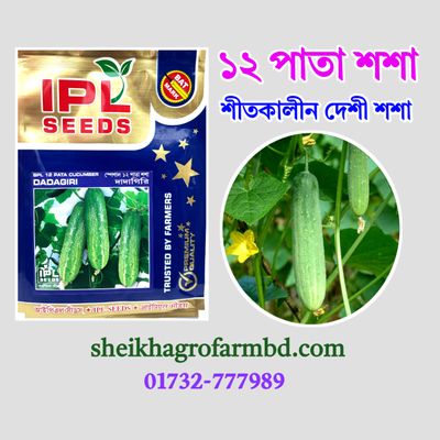 ১২ পাতা শশা (শীতকালীন দেশি শশা)_img_0
