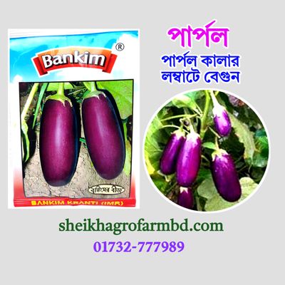 পার্পল বেগুন_img_0
