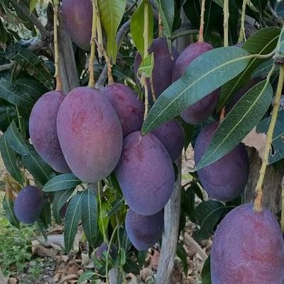 ব্লাকস্টোন আম_img_0