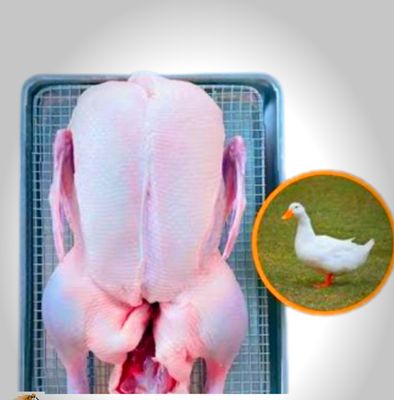 organic/Desi Duck._img_1