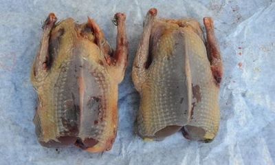 Pigeon (Kobutor) Meat_img_1